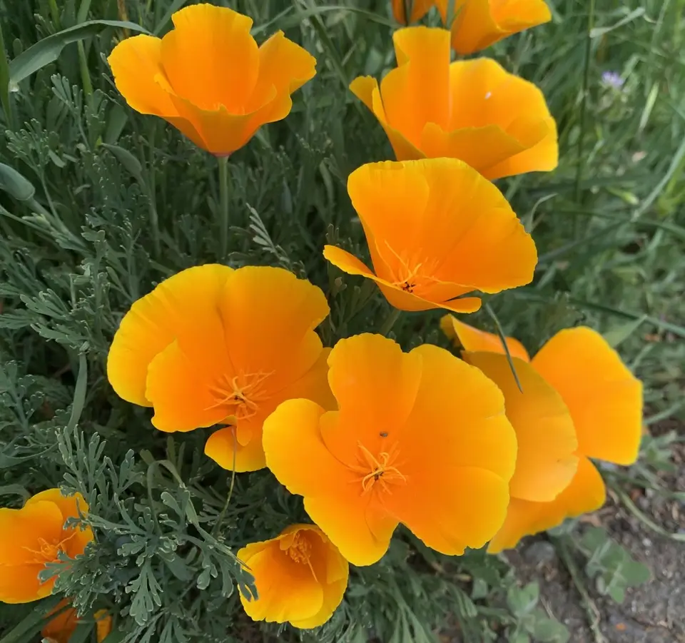 California Poppy (Eschscholzia californica)