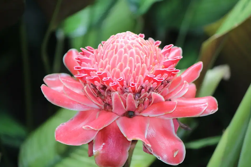 Torch Ginger (Etlingera elatior)