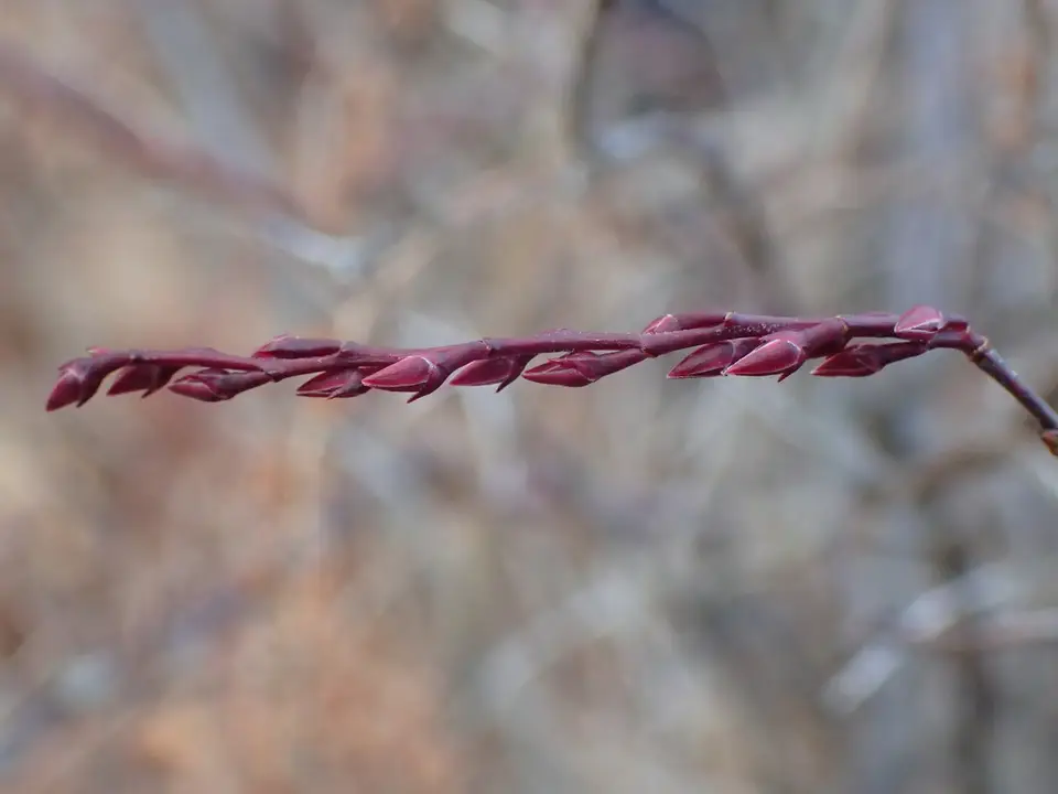 Fetterbush (Eubotrys racemosus)