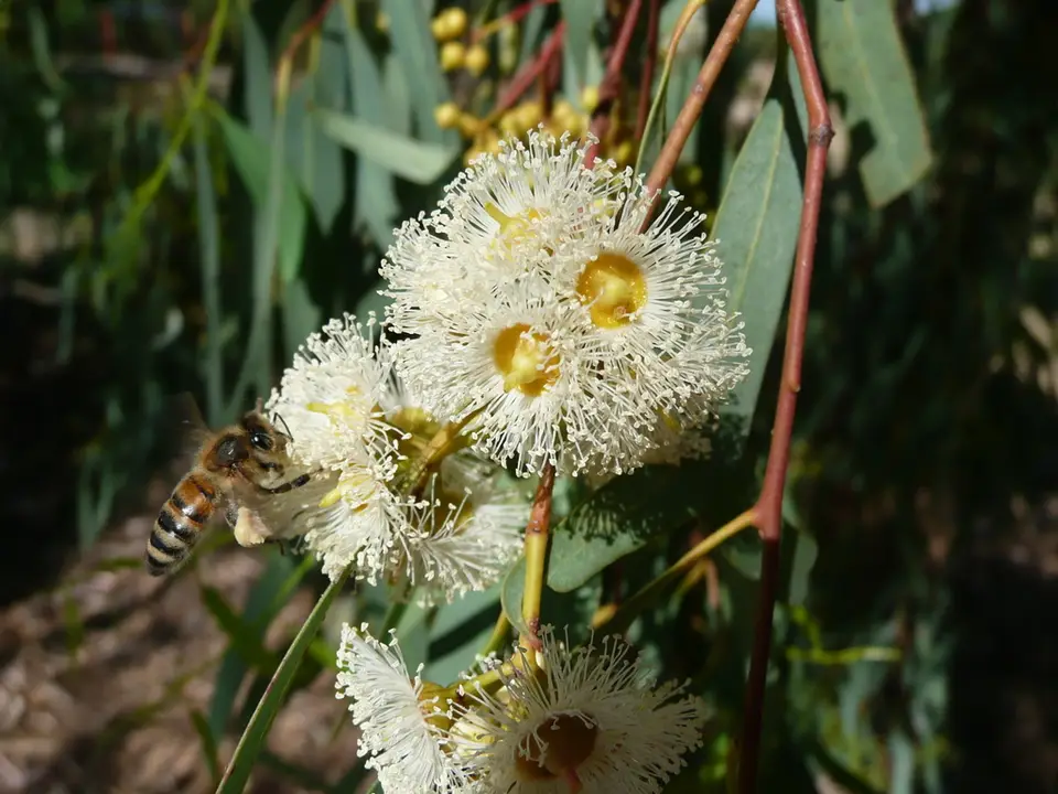 River Red Gum (Eucalyptus camaldulensis)