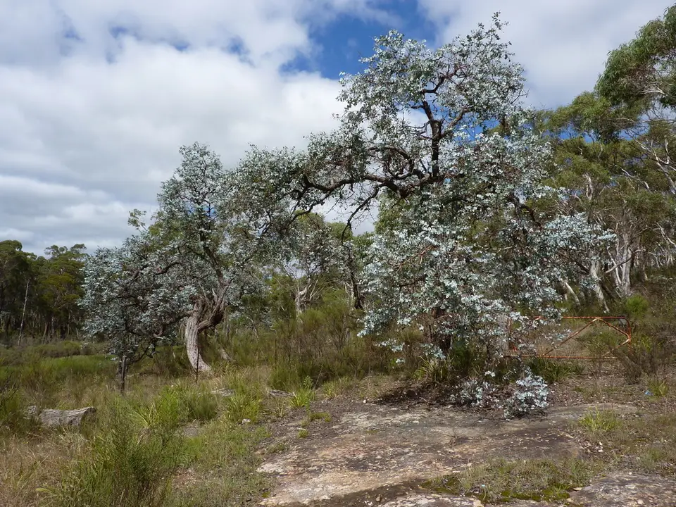 Argyle Apple (Eucalyptus cinerea)