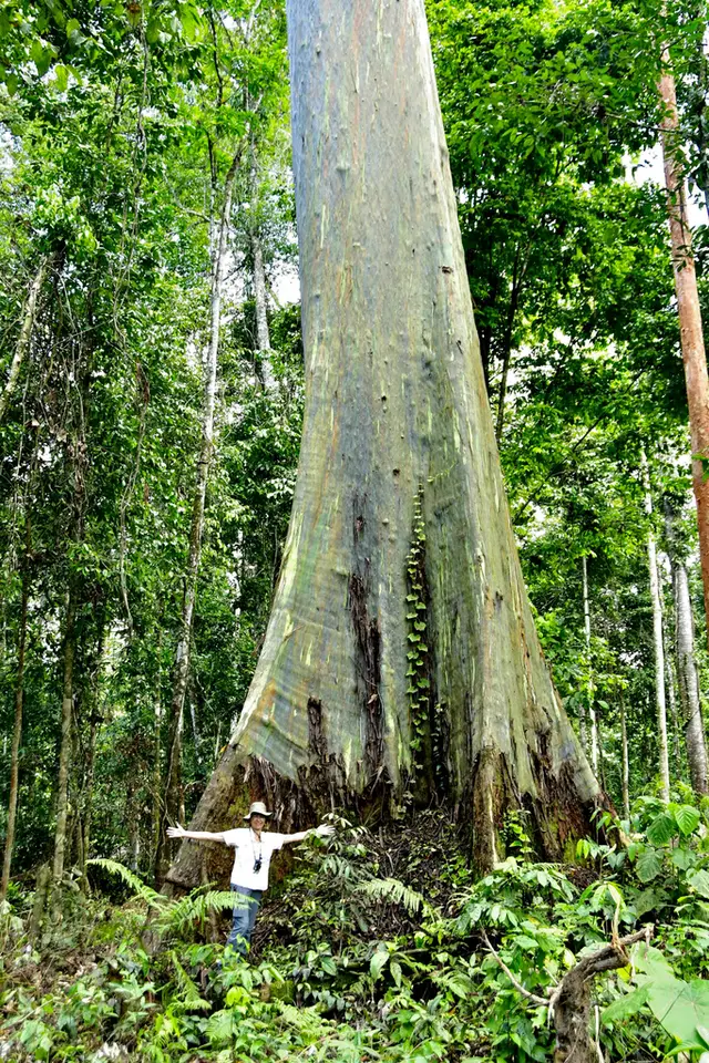 Rainbow Gum (Eucalyptus deglupta)