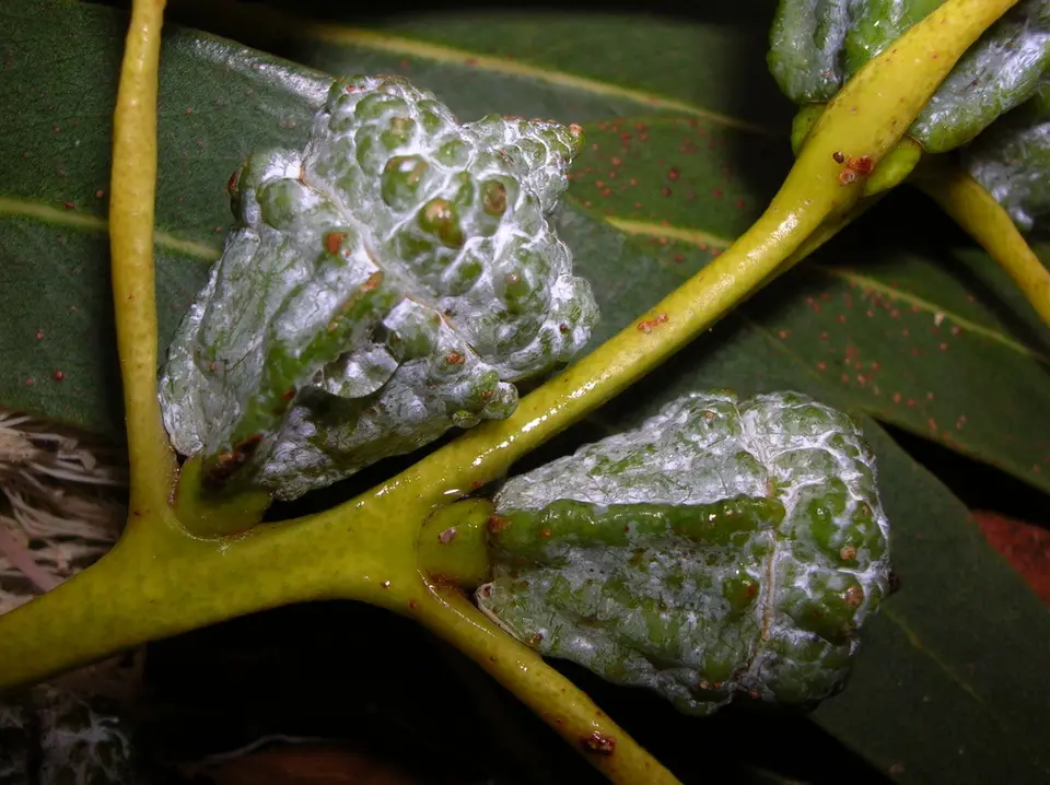 Tasmanian Blue Gum (Eucalyptus globulus)