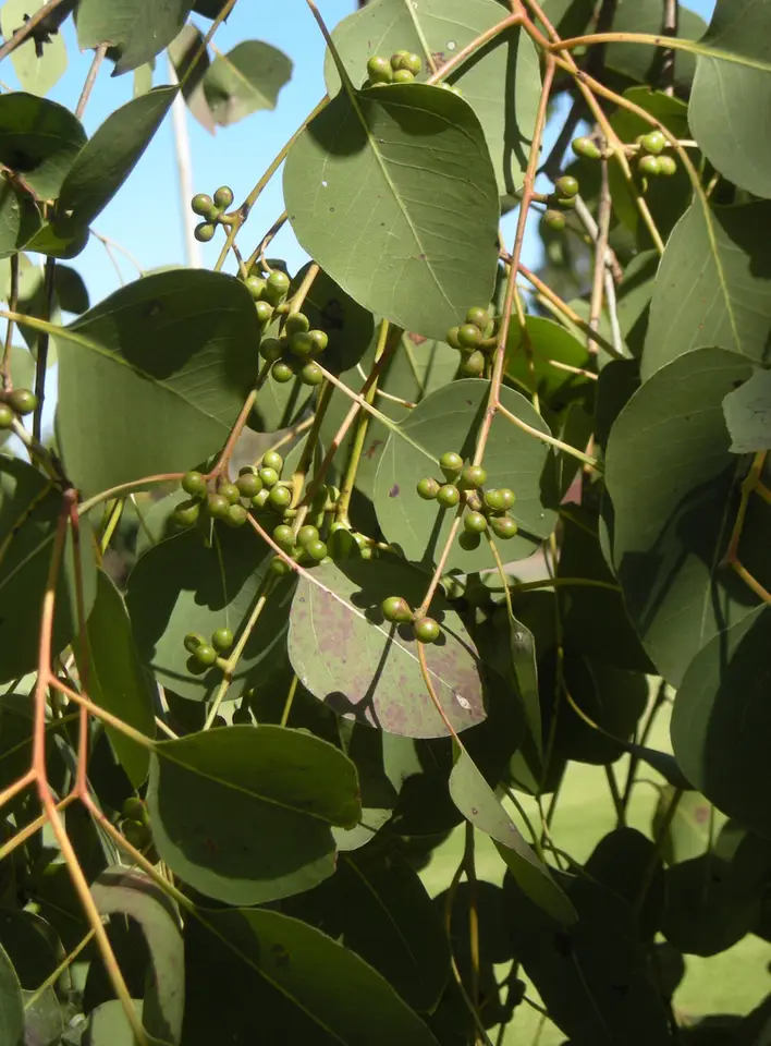 Broad-Leaved Poplar Gum (Eucalyptus platyphylla)