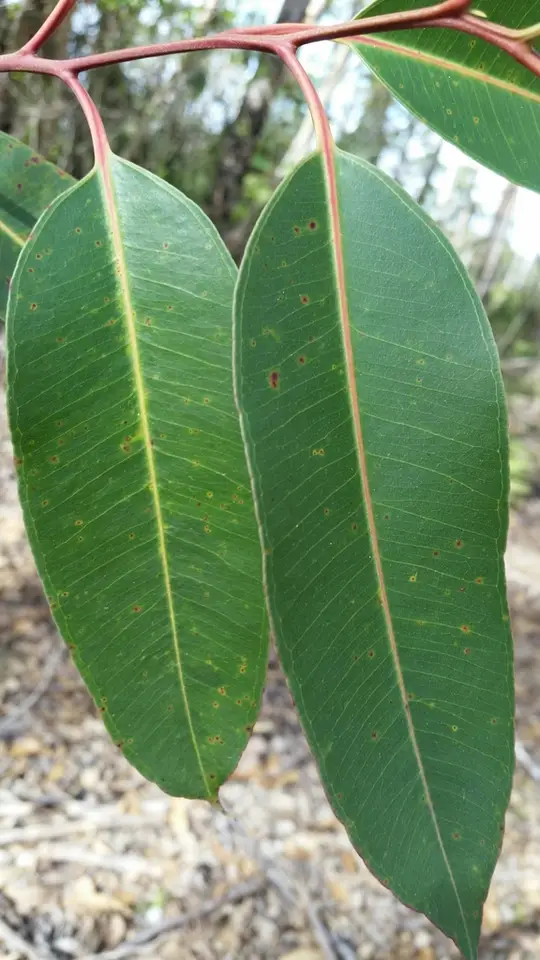 Swamp Mahogany (Eucalyptus robusta)