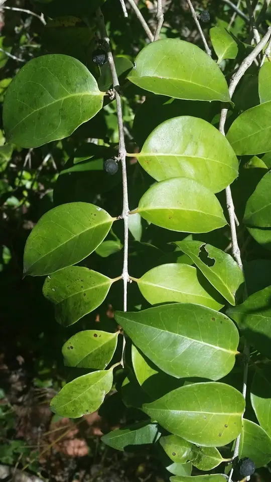 White Stopper (Eugenia axillaris)