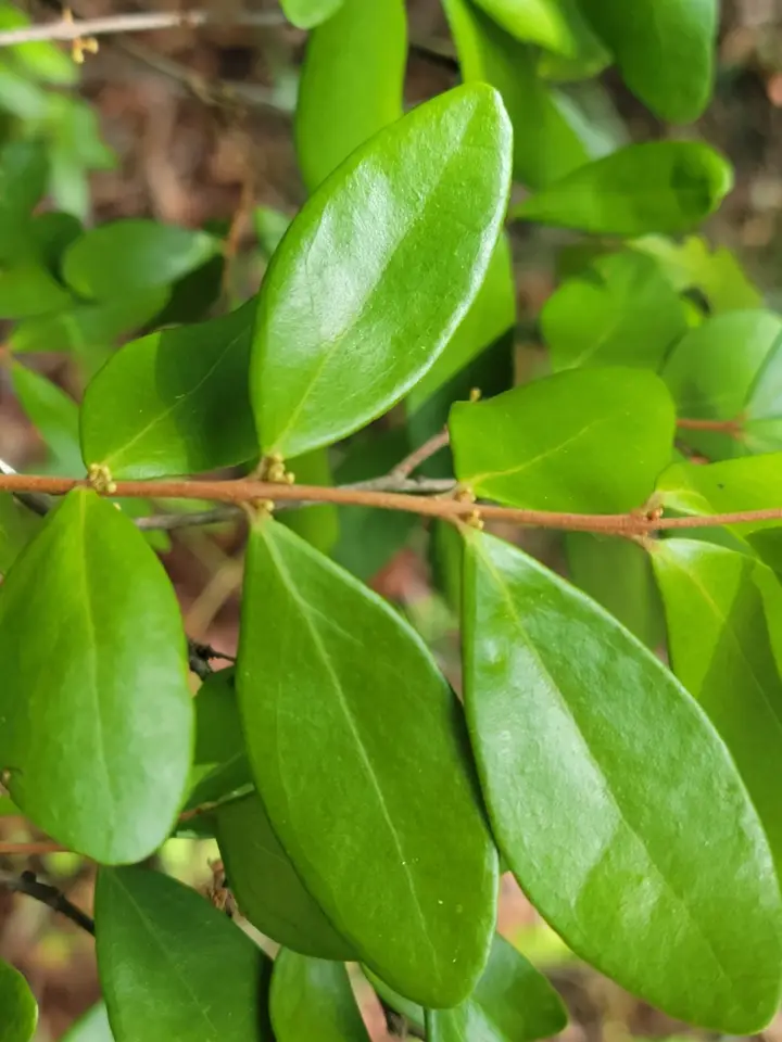 Spanish Stopper (Eugenia foetida)