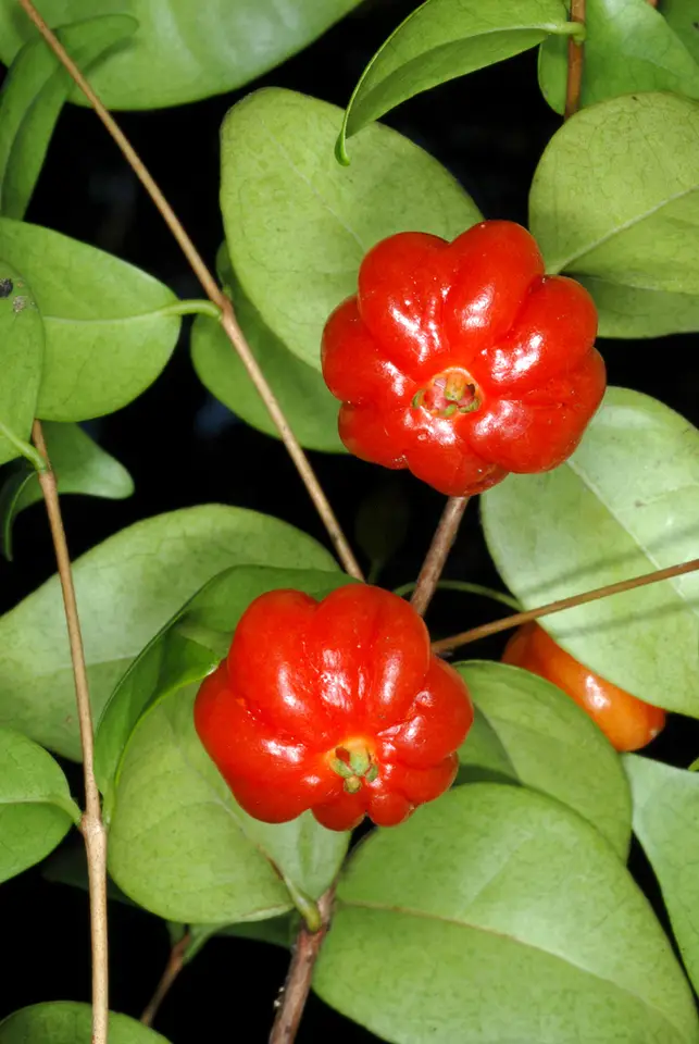 Surinam Cherry (Eugenia uniflora)
