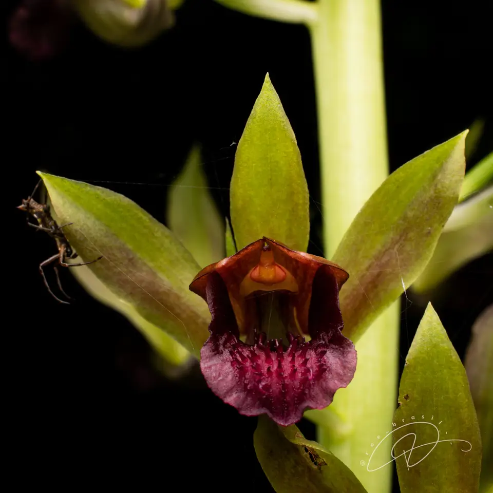 Wild Coco (Eulophia alta)