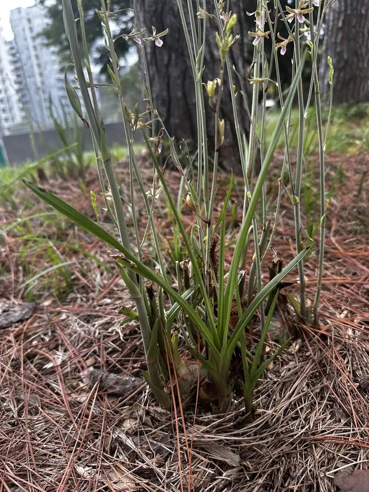 Chinese Crown Orchid (Eulophia graminea)