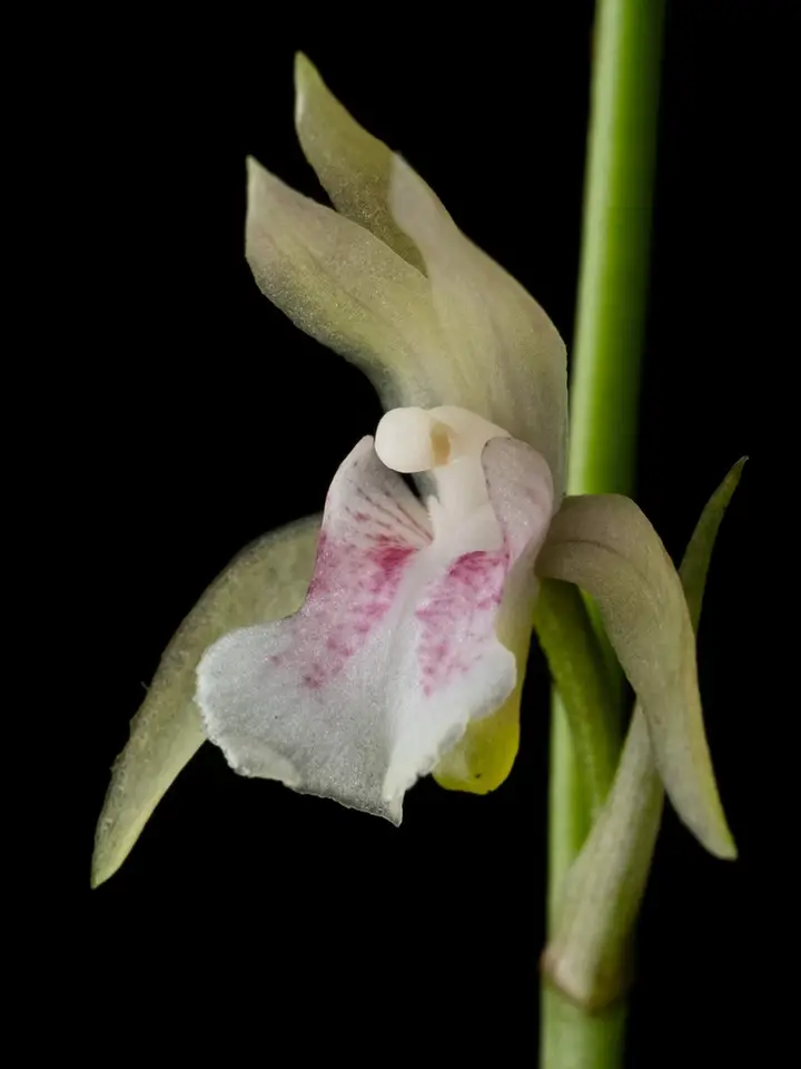 Monk Orchid (Eulophia maculata)