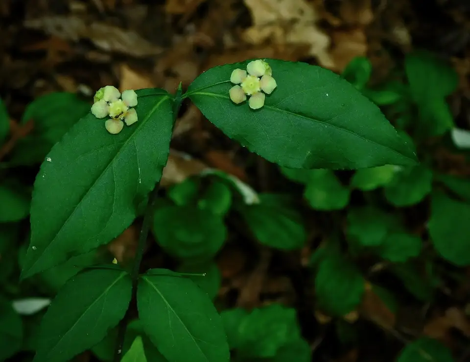 Strawberry Bush (Euonymus americanus)