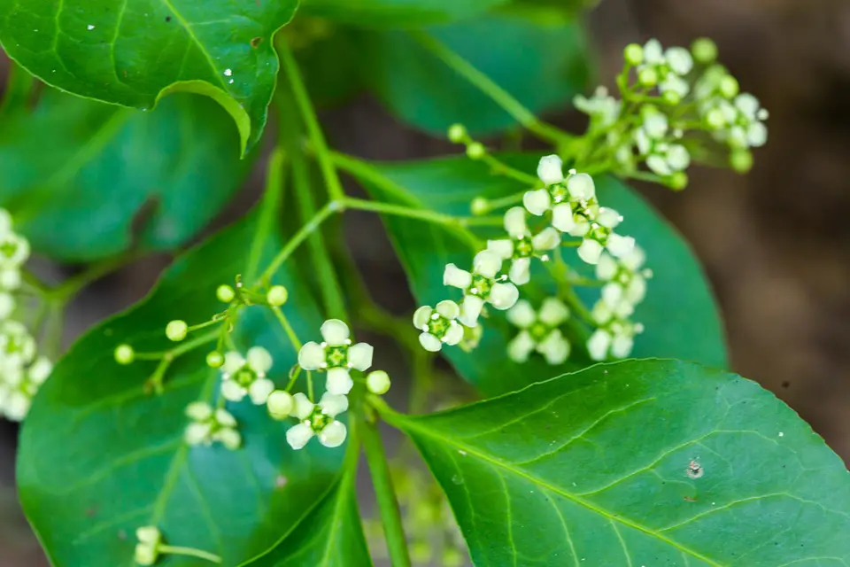 Wintercreeper (Euonymus fortunei)