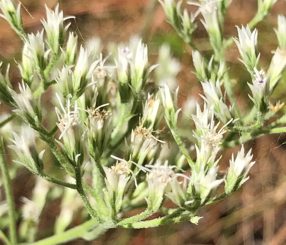 White Boneset (Eupatorium album)