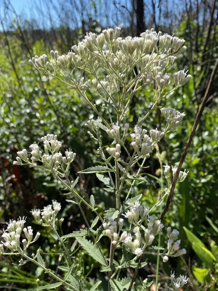 Florida Thoroughwort (Eupatorium anomalum)
