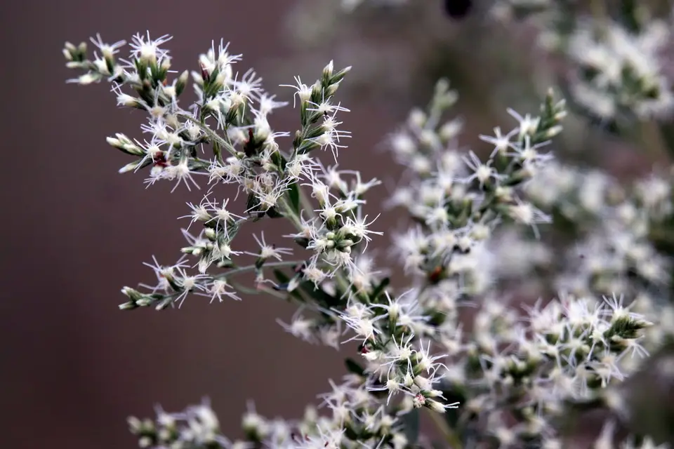 Coastal Dog Fennel (Eupatorium compositifolium)