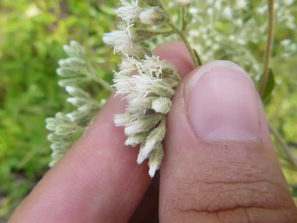 Waxy Thoroughwort (Eupatorium glaucescens)