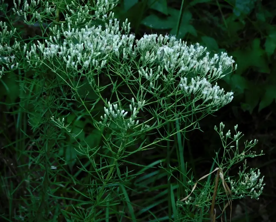 Hyssopleaf Thoroughwort (Eupatorium hyssopifolium)