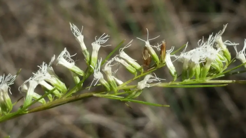 False Fennel (Eupatorium leptophyllum)