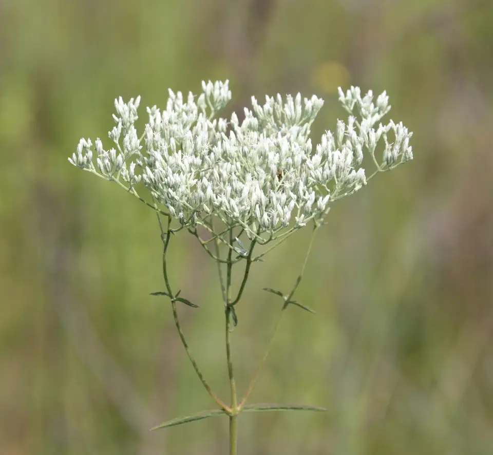 Justice-Weed (Eupatorium leucolepis)