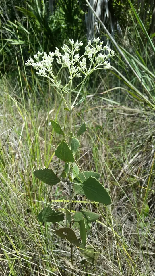 Semaphore Thoroughwort (Eupatorium mikanioides)