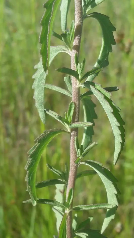 Mohr's Thoroughwort (Eupatorium mohrii)