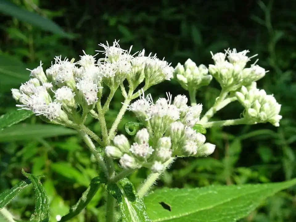 Common Boneset (Eupatorium perfoliatum)