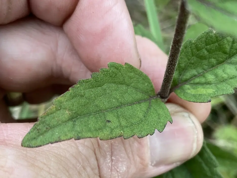 Rough Boneset (Eupatorium pilosum)