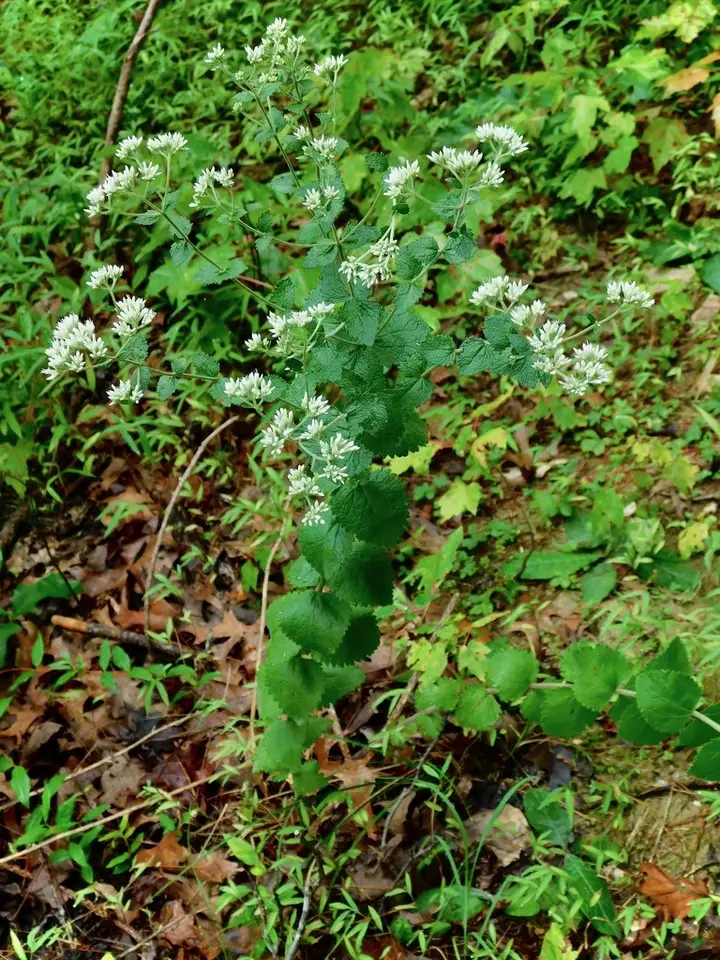 Round-Leaved Boneset (Eupatorium rotundifolium)