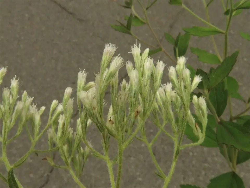Roughleaf Eupatorium (Eupatorium scabridum)