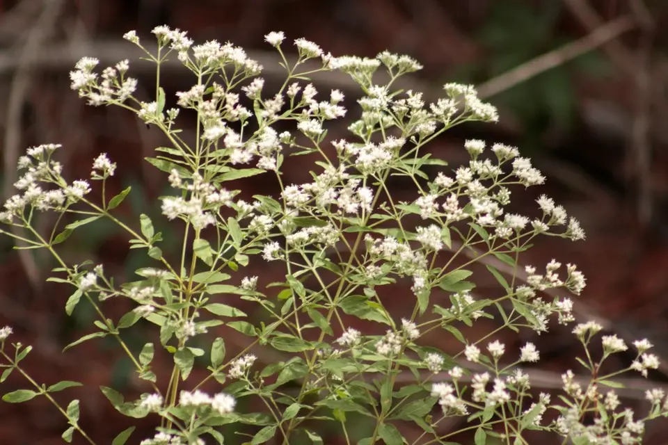 Smallflower Thoroughwort (Eupatorium semiserratum)