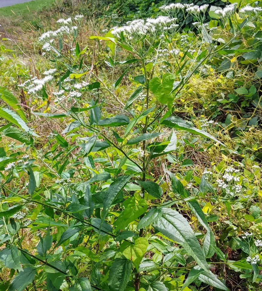 Late Boneset (Eupatorium serotinum)