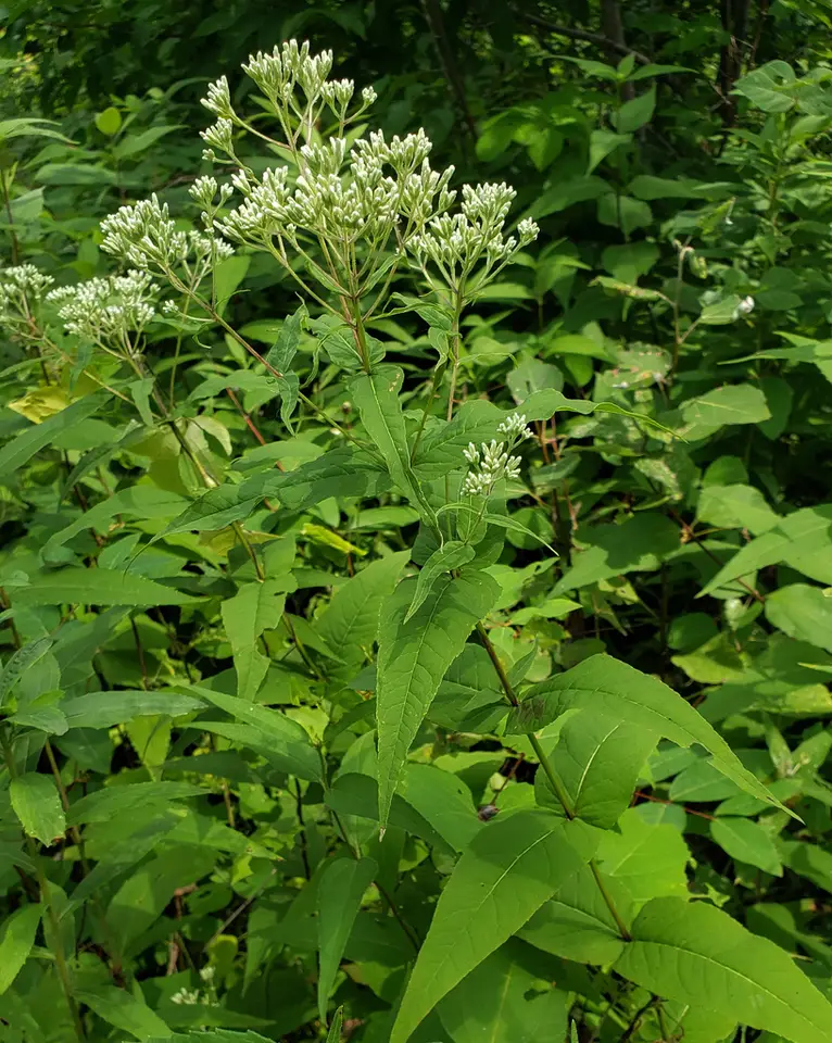 Upland Boneset (Eupatorium sessilifolium)