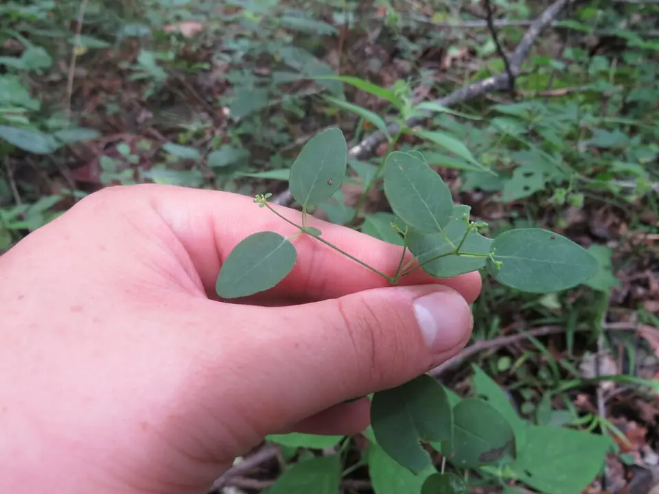 Euphorbia apocynifolia (Euphorbia apocynifolia)
