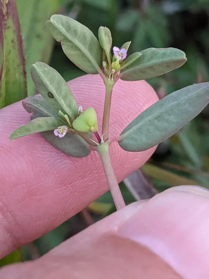 Southern Seaside Spurge (Euphorbia bombensis)