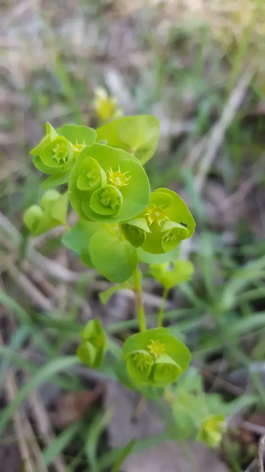 Wood Spurge (Euphorbia commutata)