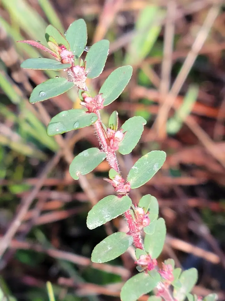 Everglade Key Sandmat (Euphorbia conferta)