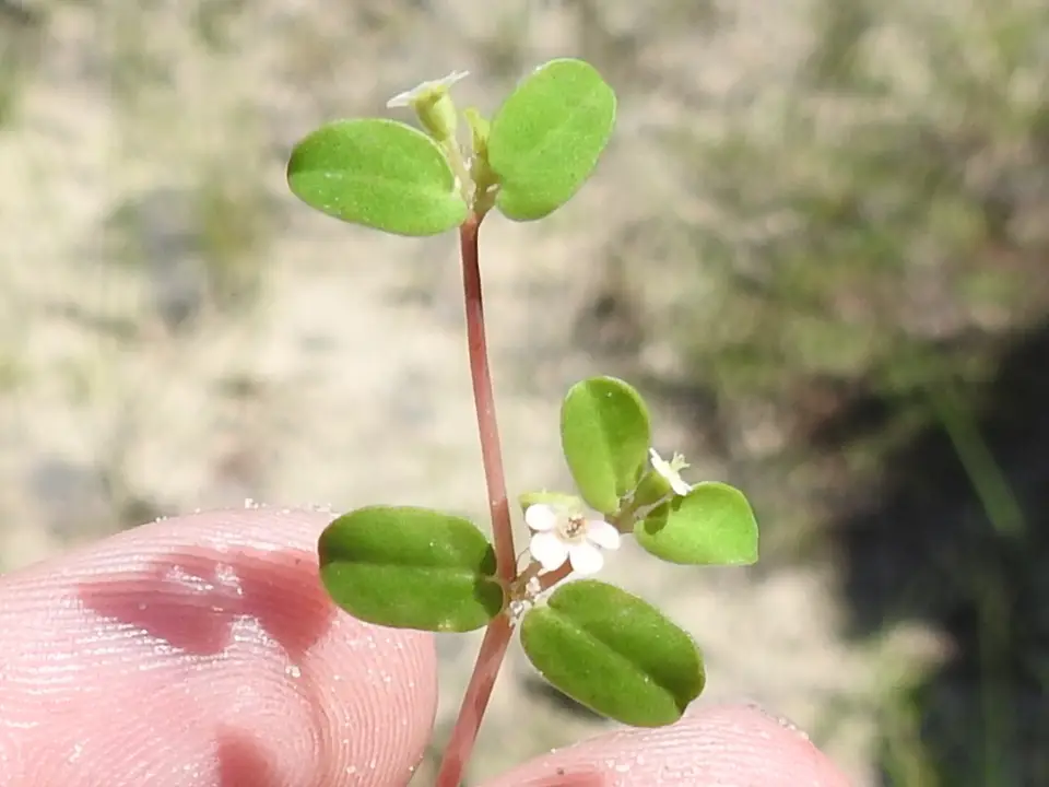 Heartleaf Sandmat (Euphorbia cordifolia)