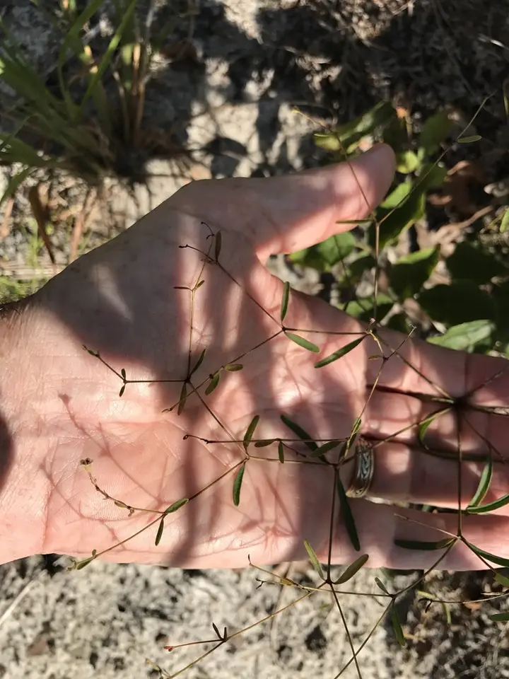Curtis's Spurge (Euphorbia curtisii)