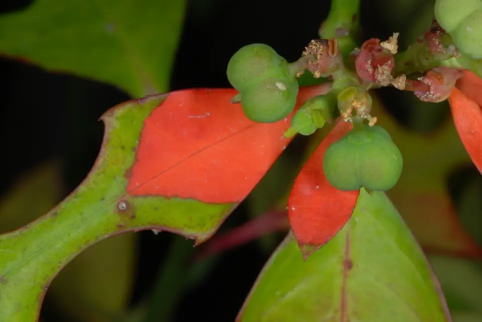 Wild Poinsettia (Euphorbia cyathophora)