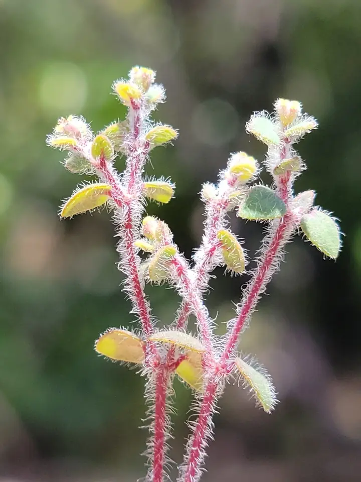Wedge Sandmat (Euphorbia deltoidea)