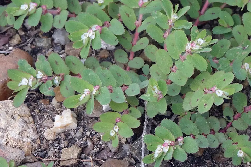 Euphorbia dioeca (Euphorbia dioeca)