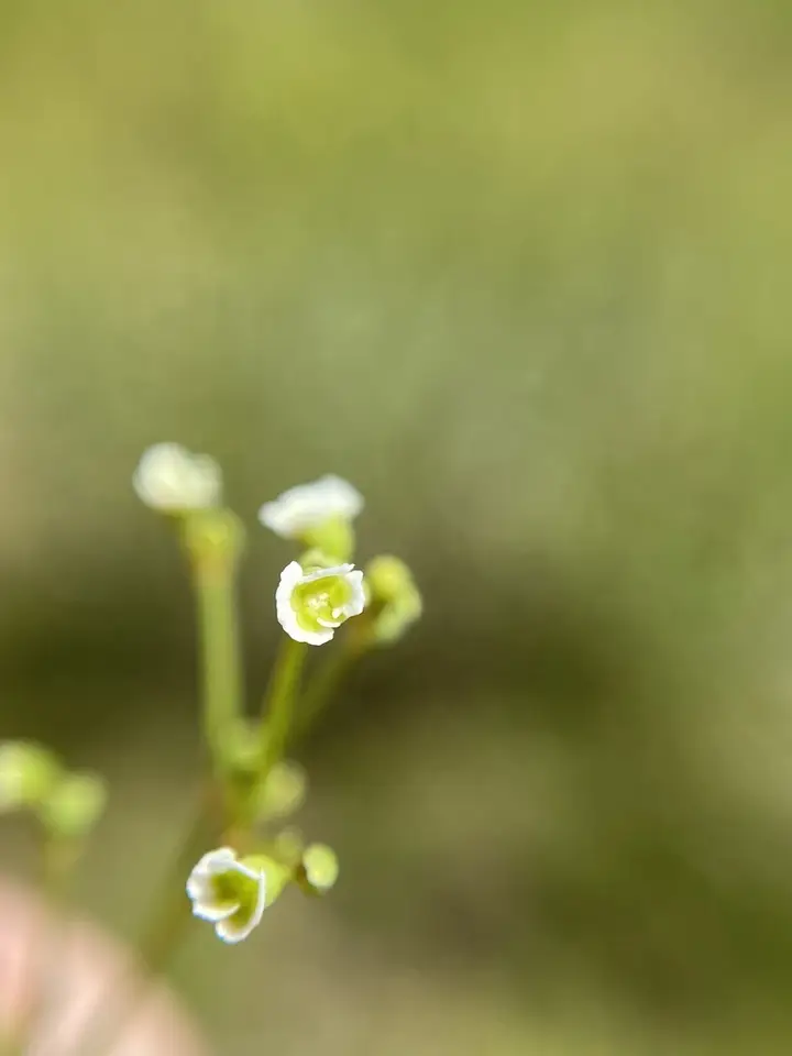 Summer Spurge (Euphorbia discoidalis)