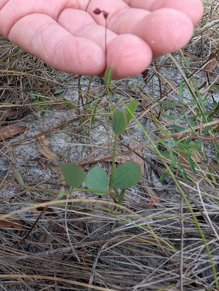Coastal Sand Spurge (Euphorbia exserta)