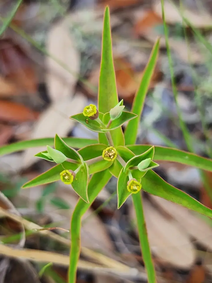Greater Florida Spurge (Euphorbia floridana)