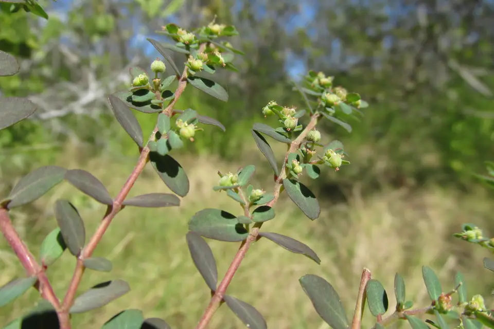 Garber's Sandmat (Euphorbia garberi)