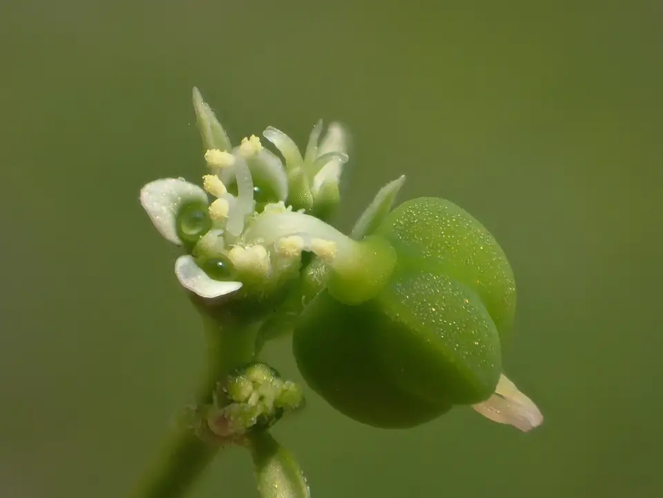 Grassleaf Spurge (Euphorbia graminea)