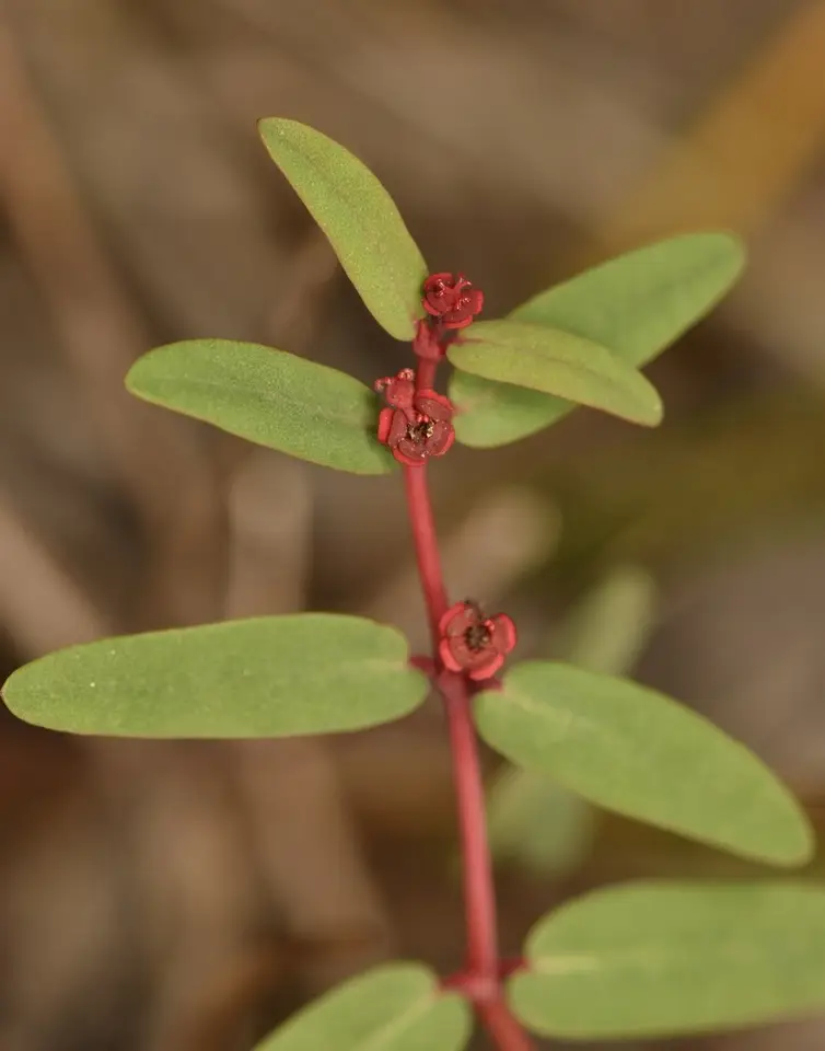 Hammer's Sandmat (Euphorbia hammeri)