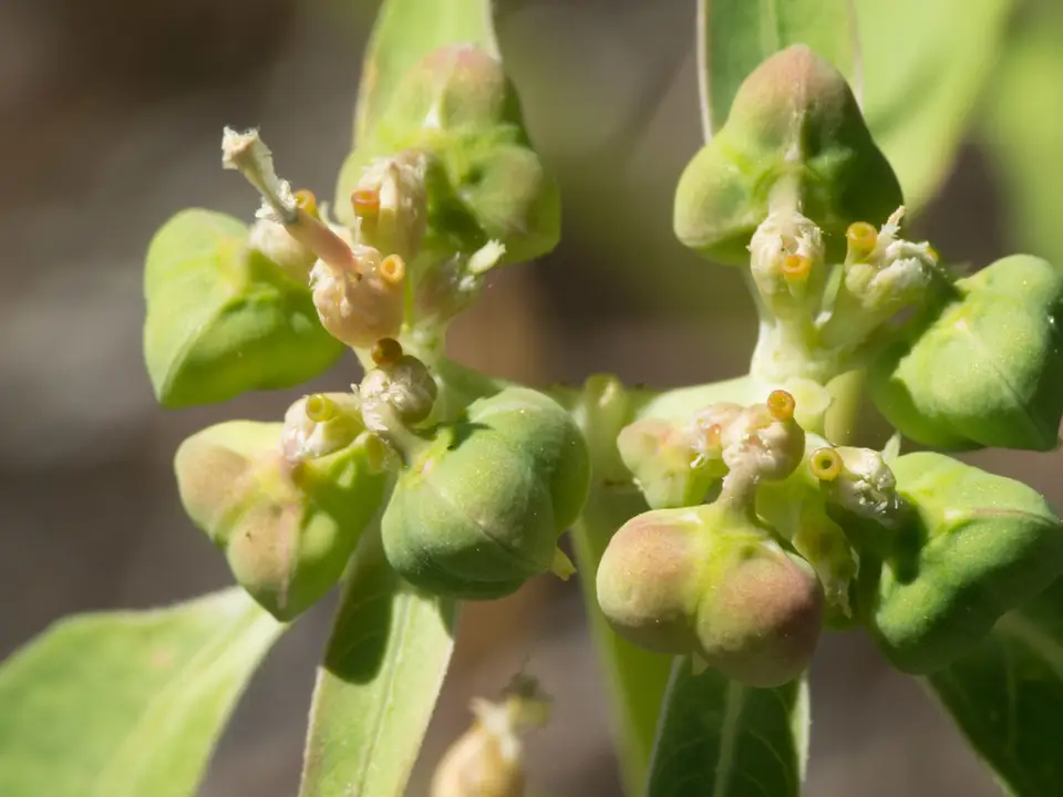 Painted Spurge (Euphorbia heterophylla)