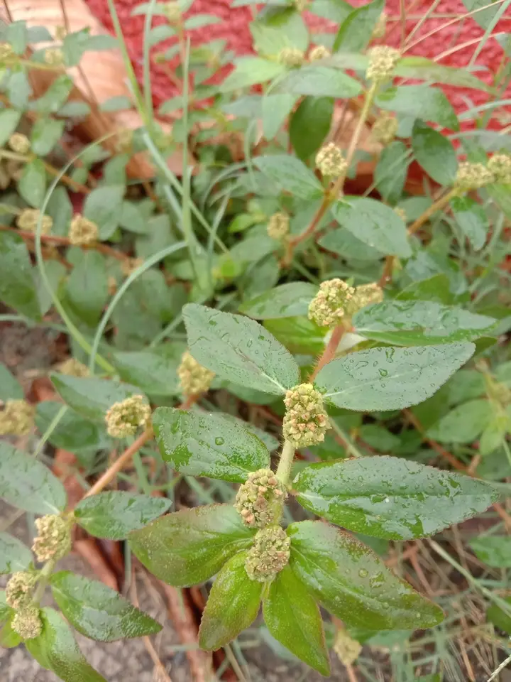 Asthma Plant (Euphorbia hirta)